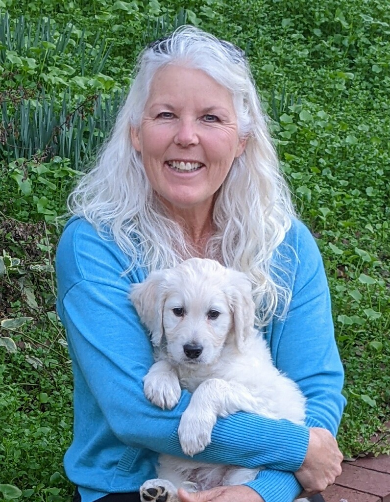 Bernedoodle puppy breeder