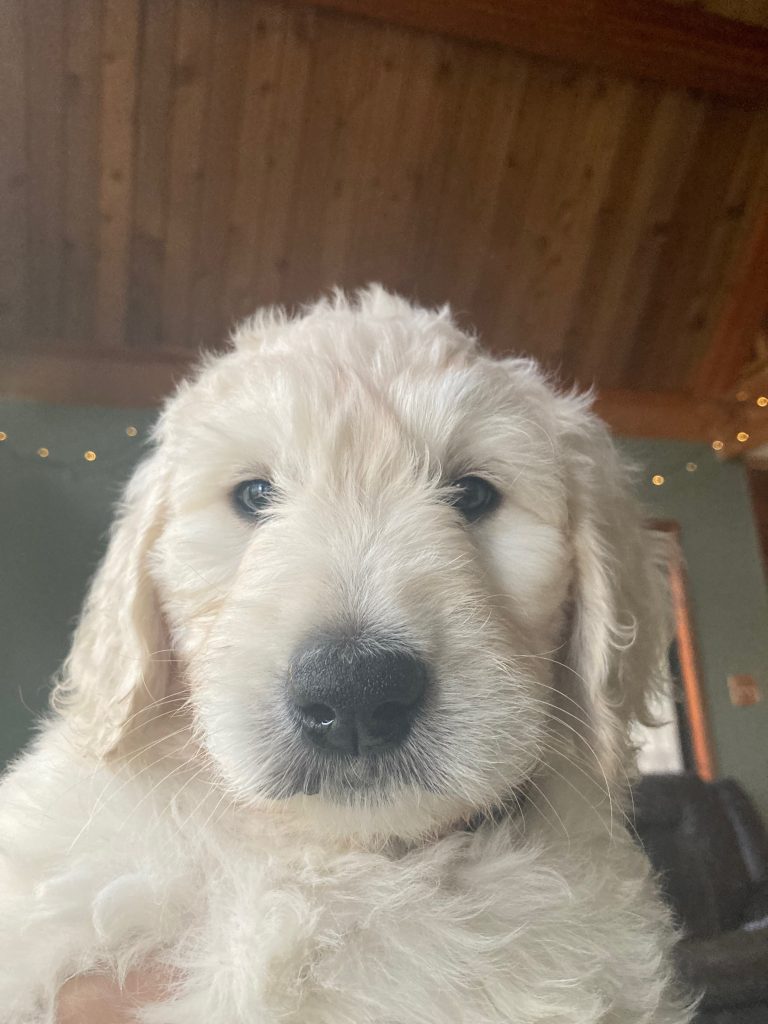 Bernedoodle puppies