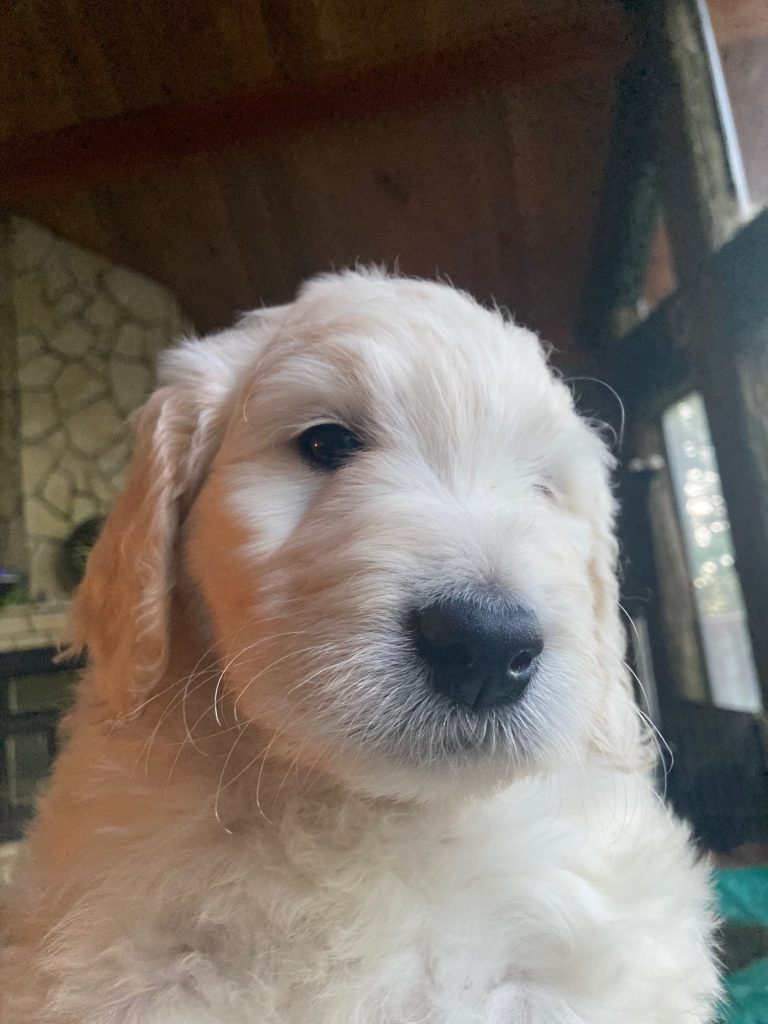 Bernedoodle puppies