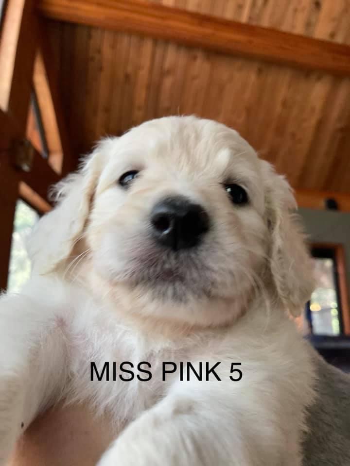 Bernedoodle puppies - Ms Pink 5