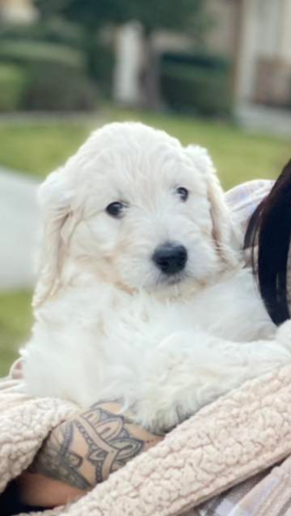 Bernedoodle puppies